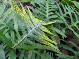 Polypodium vulgare. Вайя с сорусами. Краснодарский край, г/о Сочи, Хостинский р-н, Тисо-самшитовая роща, уступ в скале. 17.11.2021.