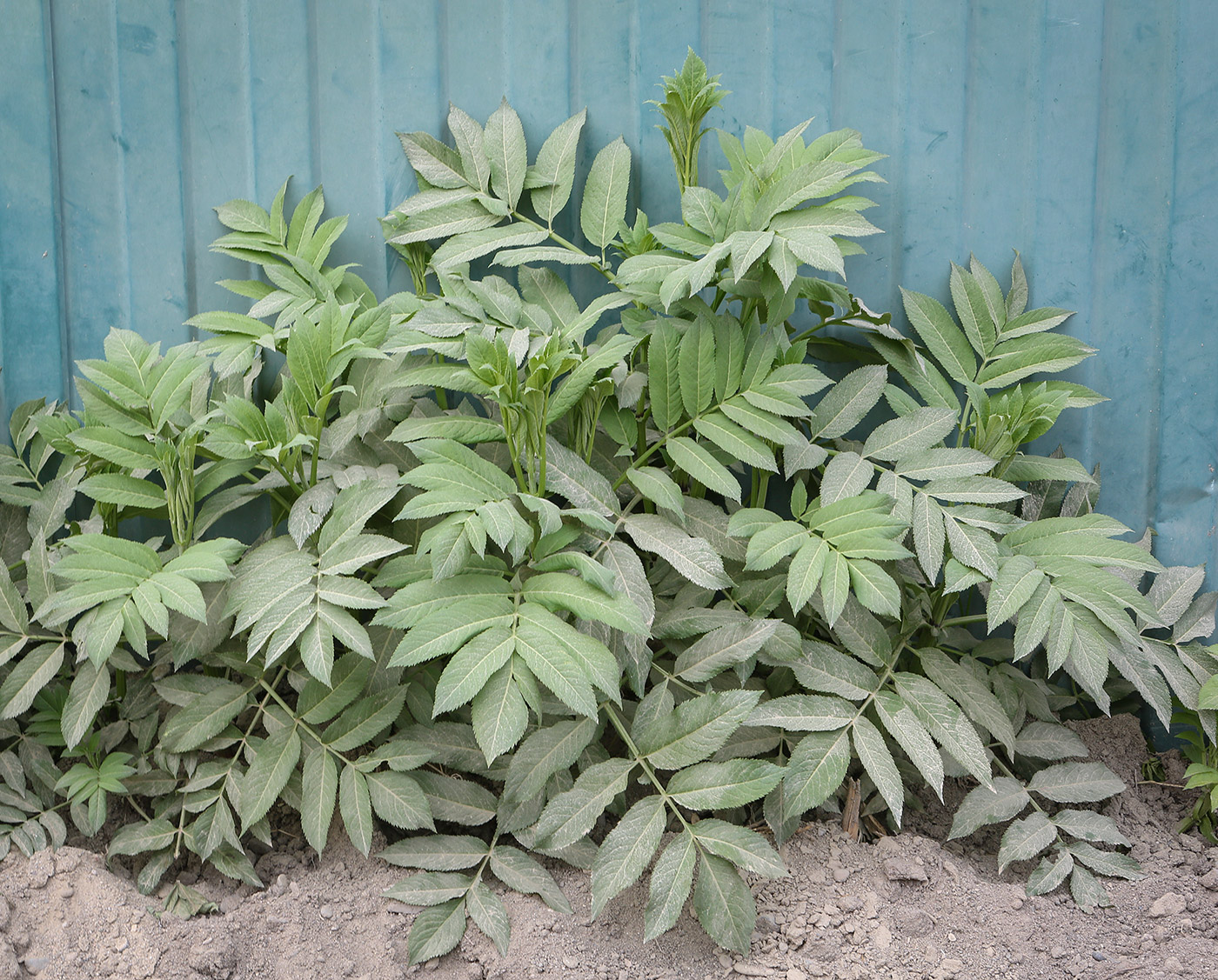 Image of Sambucus ebulus specimen.
