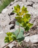 Image of taxon representative. Author is Татьяна Винокурова