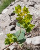 Bupleurum rotundifolium. Верхушка цветущего растения. Краснодарский край, Абинский р-н, окр. станицы Шапсугская, скальное обнажение на склоне к р. Адегой. 12.06.2017.