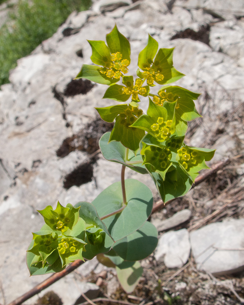 Image of Bupleurum rotundifolium specimen.