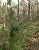 Juniperus communis. Растение с шишкоягодами. Беларусь, Минская обл., Мядельский р-н, национальный парк \"Нарочанский\", окр. санатория \"Журавушка\", в подлеске сосново-елового зелёномошного бора. 08.04.2024.