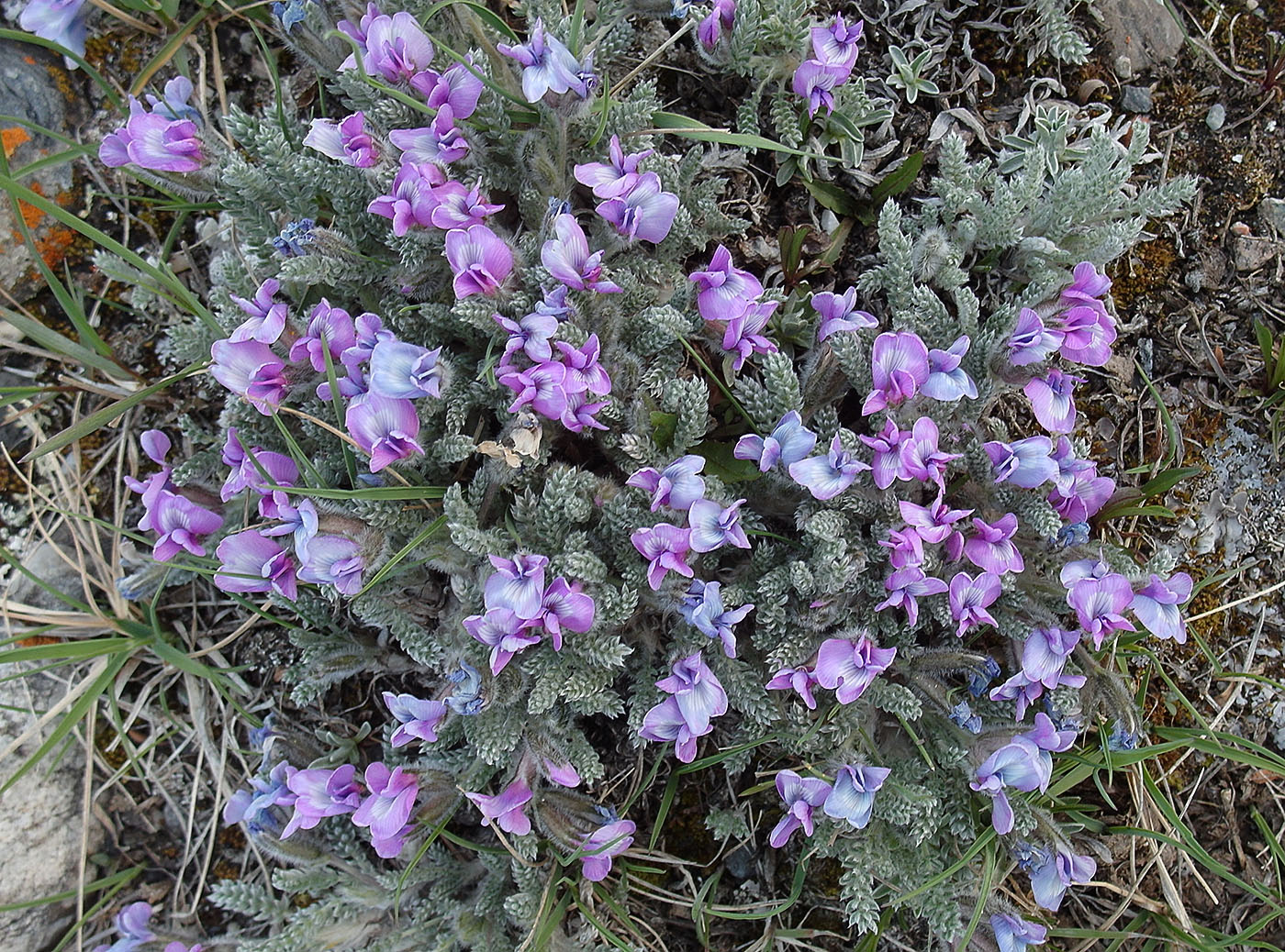Изображение особи Oxytropis chionobia.
