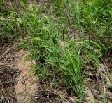 genus Lathyrus. Вегетирующие растения. Республика Башкортостан, Хайбуллинский р-н, Акъюловский сельсовет, окр. дер. Акъюлово, долина р. Сакмара, обращенный к реке склон прибрежного скальника. 29 апреля 2024 г.