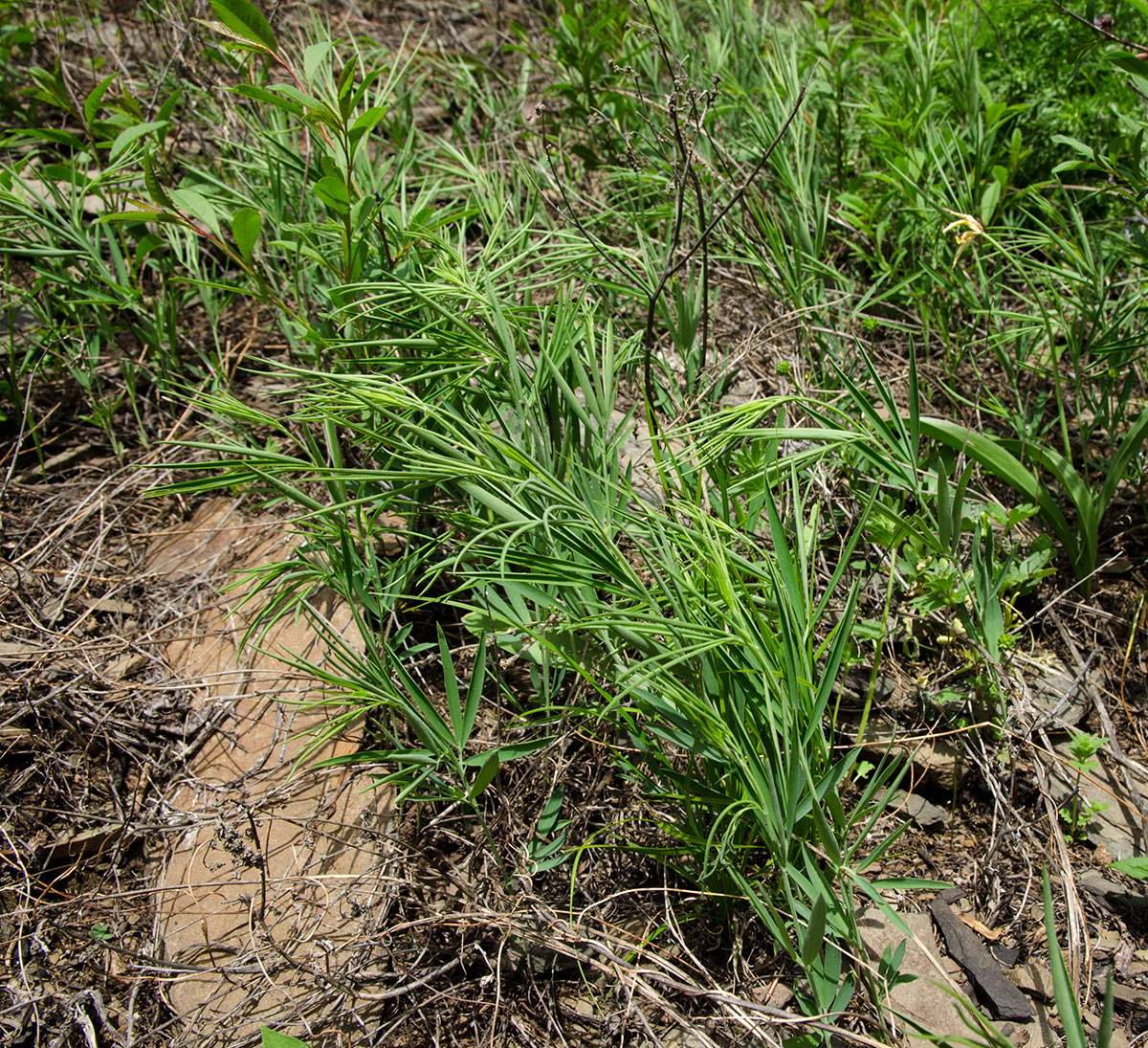 Image of genus Lathyrus specimen.