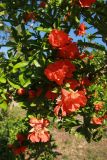 Punica granatum