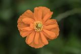 Papaver fugax. Махровый цветок. Карачаево-Черкесия, Карачаевский р-н, г. Теберда, обочина дороги. 21.06.2024.