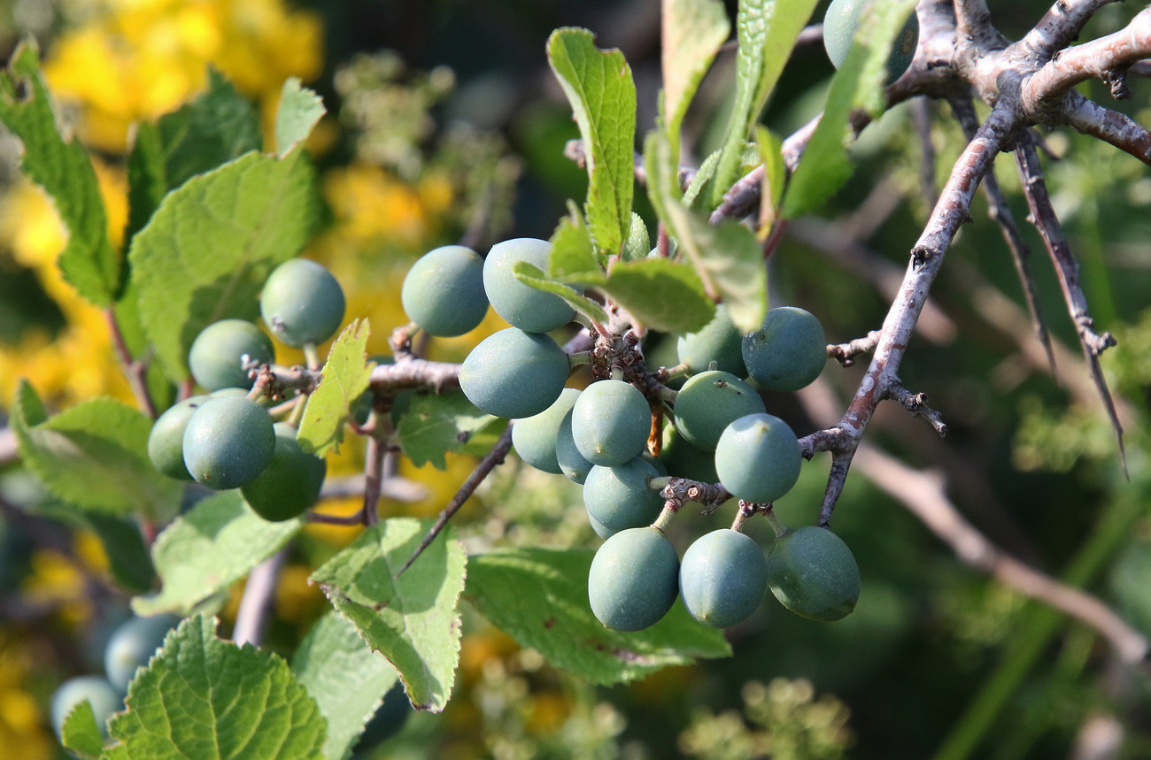 Image of Prunus spinosa specimen.