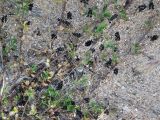 Medicago lupulina