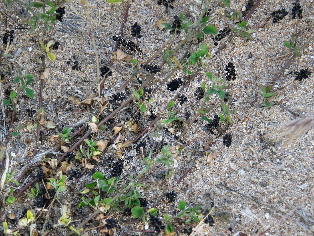 Image of Medicago lupulina specimen.