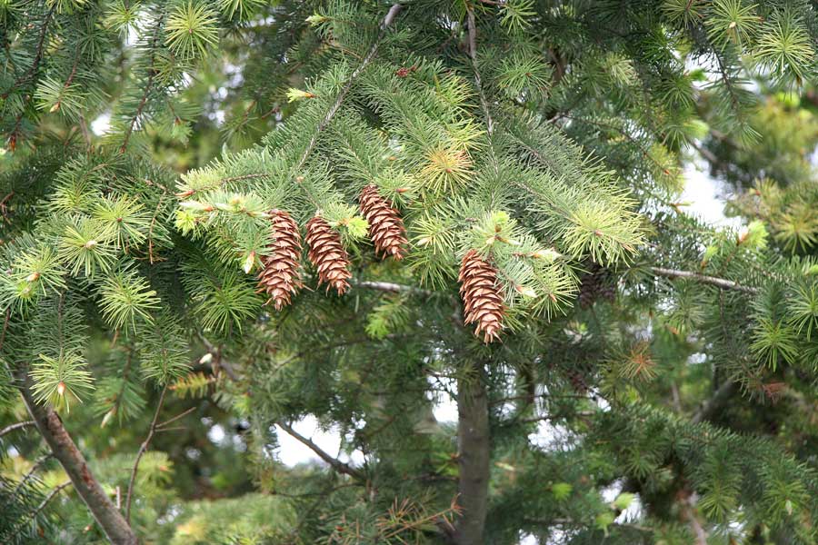 Изображение особи Pseudotsuga menziesii.