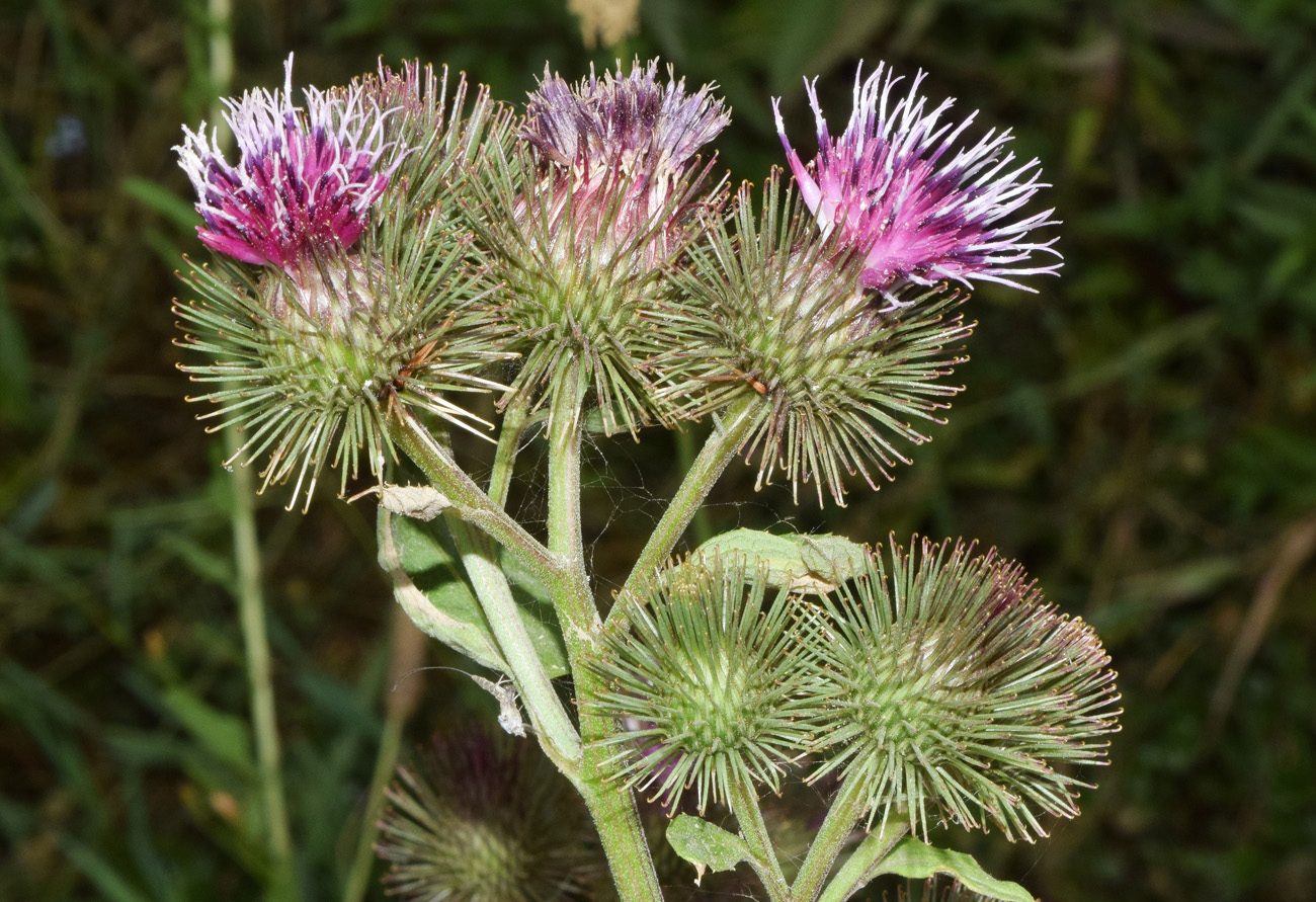 Изображение особи Arctium leiospermum.