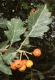 Image of taxon representative. Author is Тулкин Тиллаев