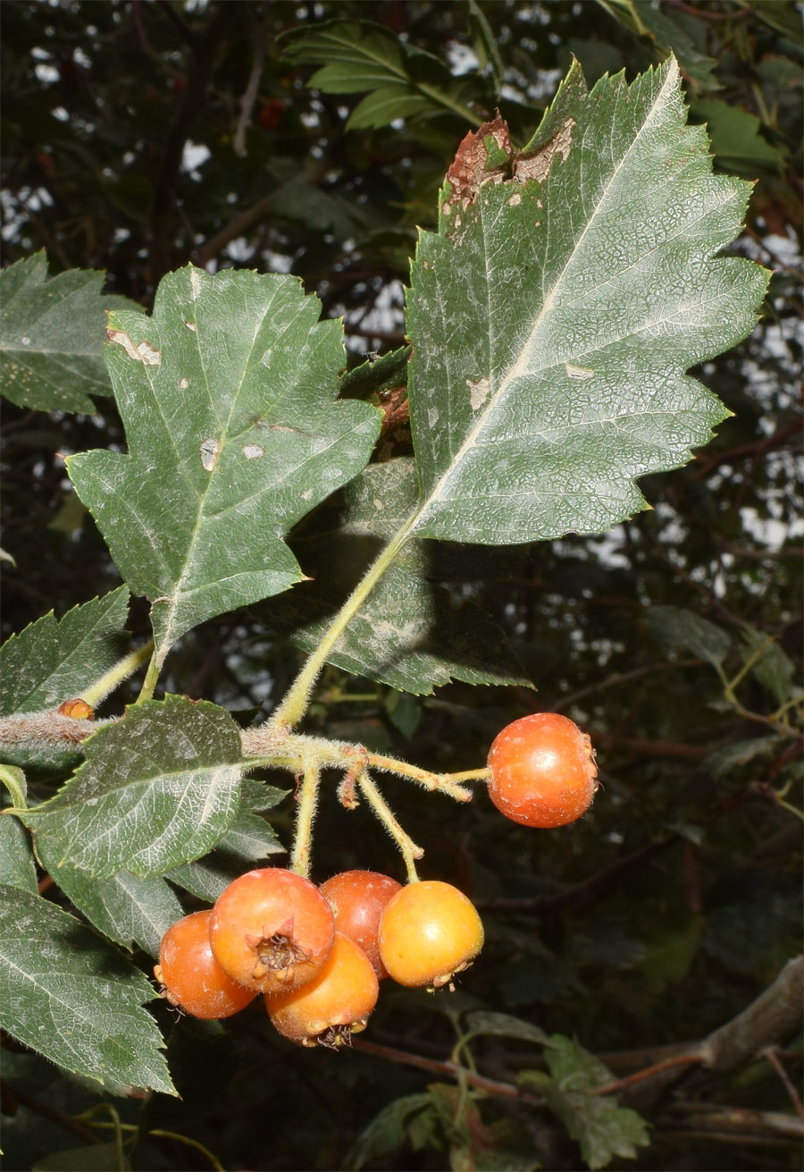 Image of Crataegus ferganensis specimen.