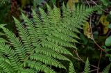 Athyrium filix-femina