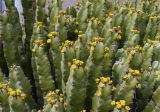 Euphorbia resinifera