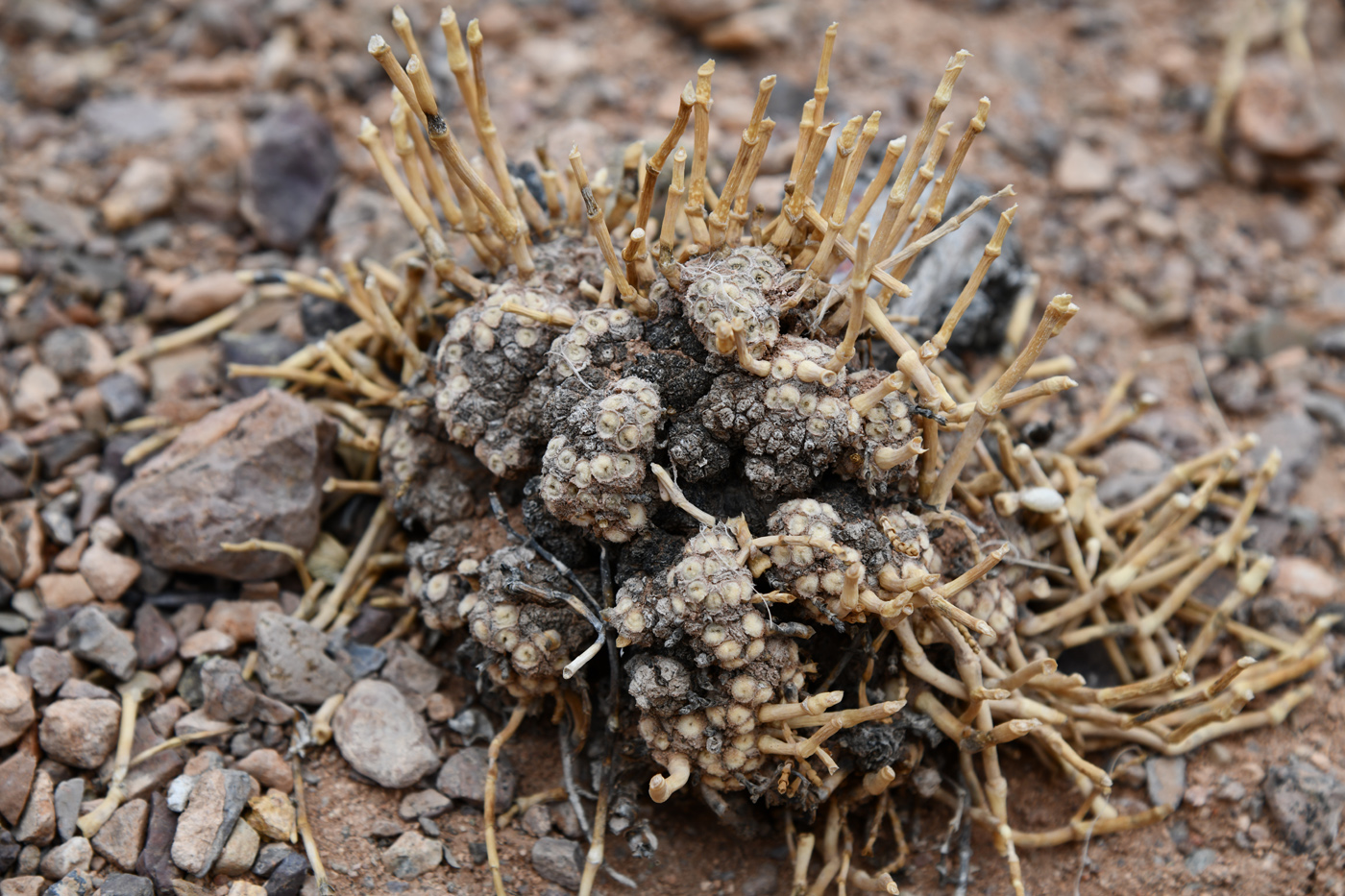 Image of Anabasis truncata specimen.