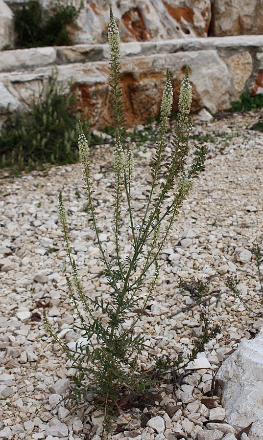 Image of Reseda alba specimen.