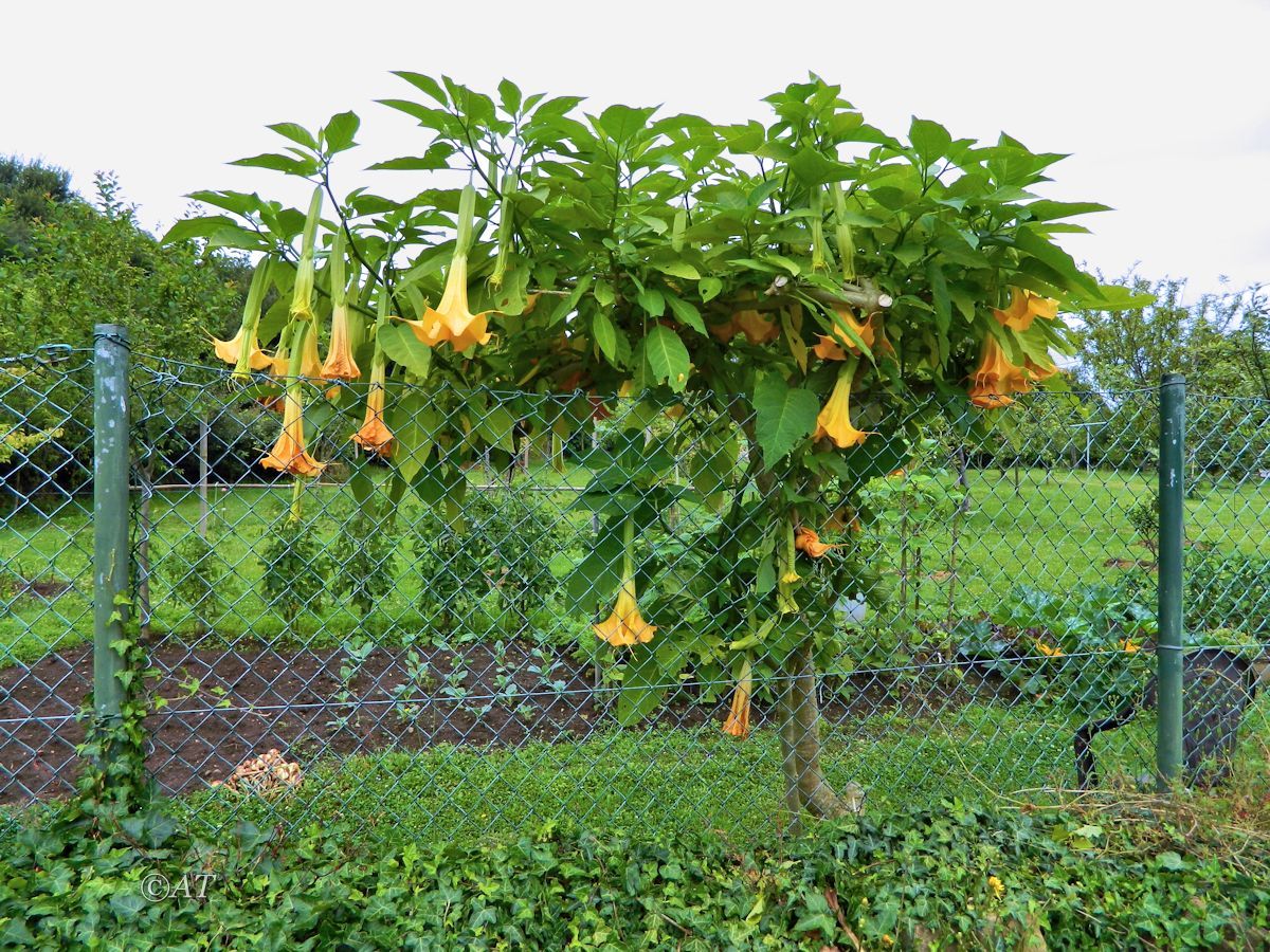 Изображение особи Brugmansia arborea.