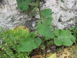 genus Arctium