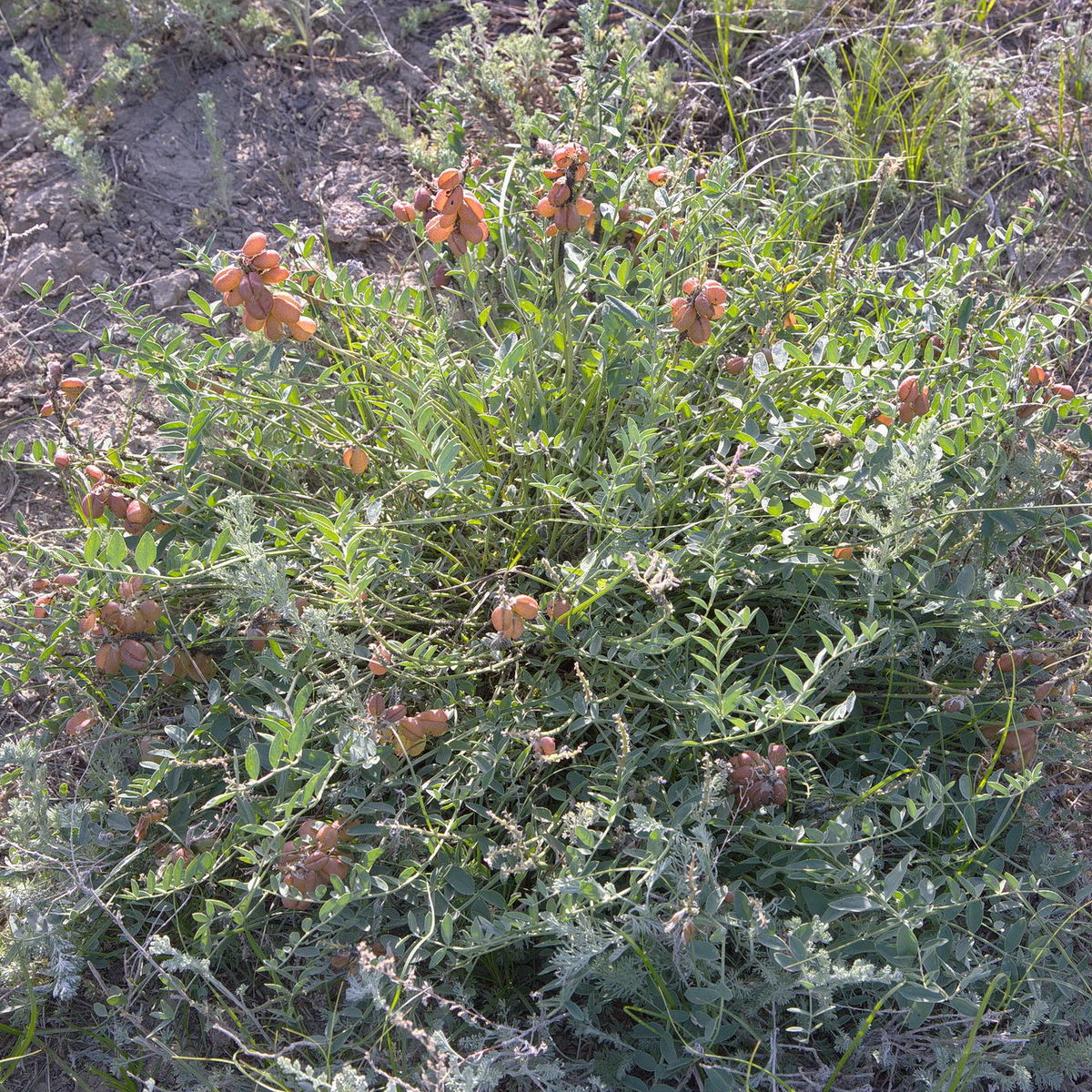 Изображение особи род Astragalus.
