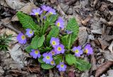 Primula vulgaris. Цветущие растения. Краснодарский край, Сочи, Хостинский р-н, Змейковские водопады, широколиственный лес. 11.03.2025.