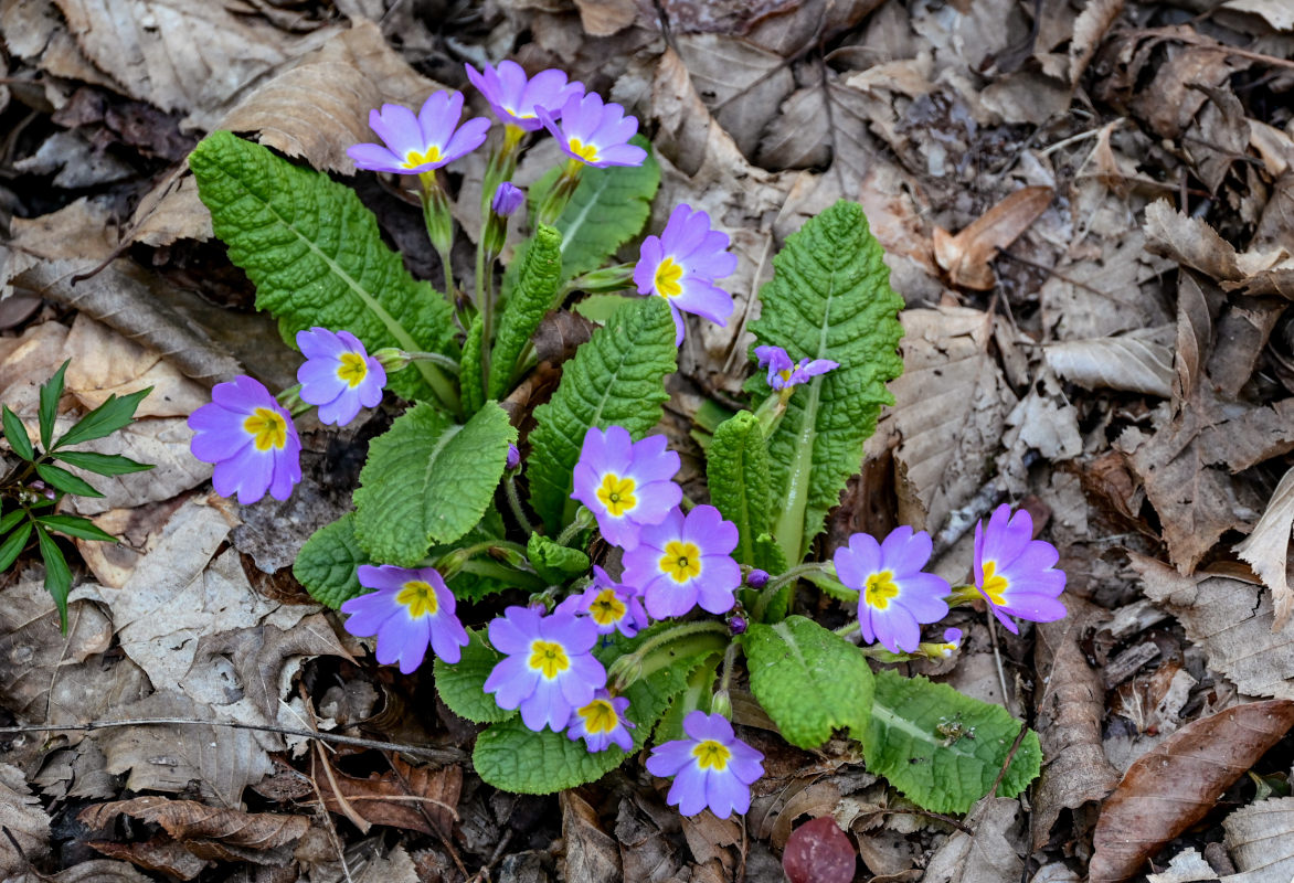 Изображение особи Primula vulgaris.