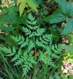 Anthriscus sylvestris