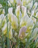 Astragalus resupinatus