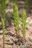 Equisetum arvense
