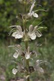 Salvia austriaca. Часть соцветия. Крым, Севастополь, окр. с. Терновка, поляна в шибляке. 18.05.2025.