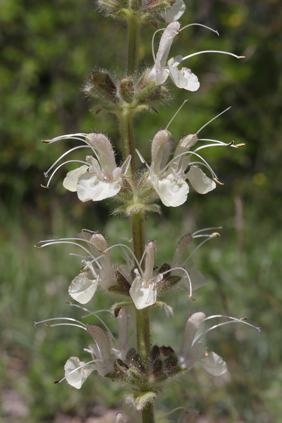 Изображение особи Salvia austriaca.
