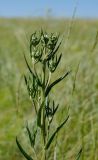 Jurinea multiflora. Верхушка побега с развивающимся соцветием. Оренбургская обл., Кувандыкский муниципальный округ, степной склон. 28 мая 2024 г.