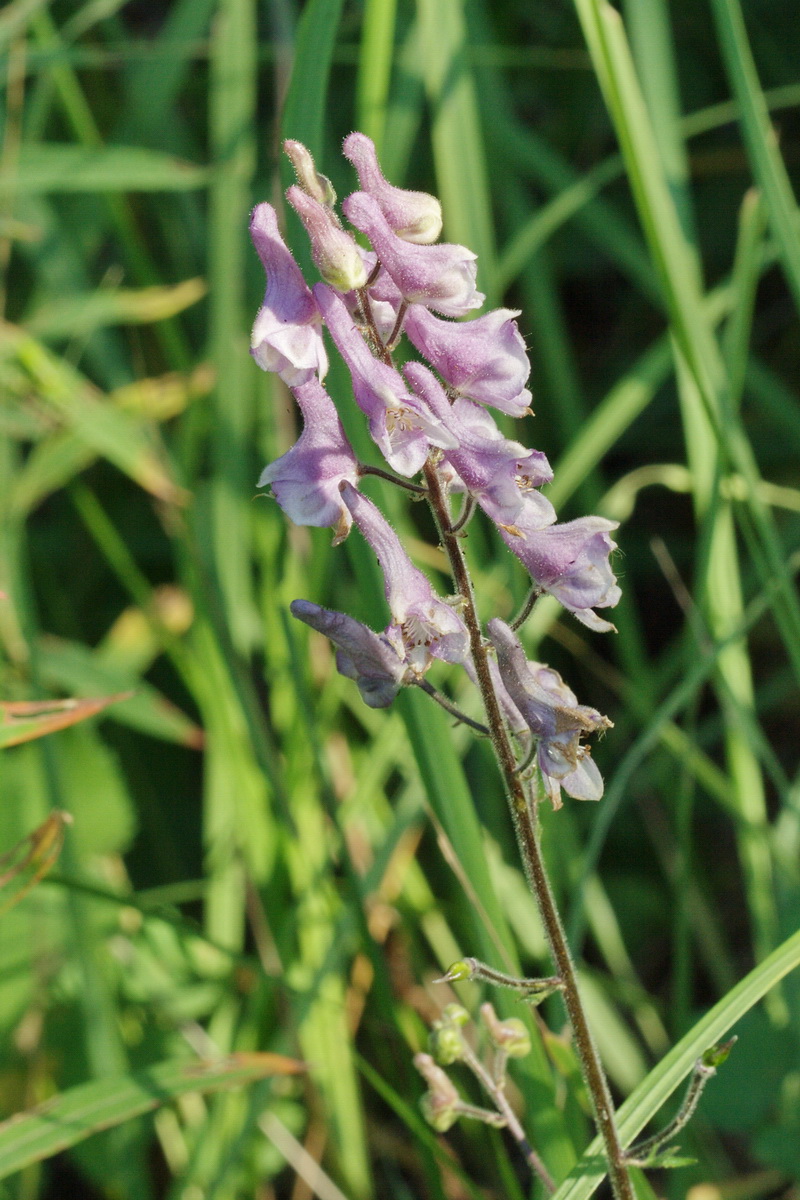 Image of Aconitum septentrionale specimen.