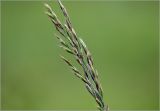 Festuca rubra. Соцветие. Московская обл., Раменский р-н, окр. дер. Хрипань, садовый участок. 26.06.2025.