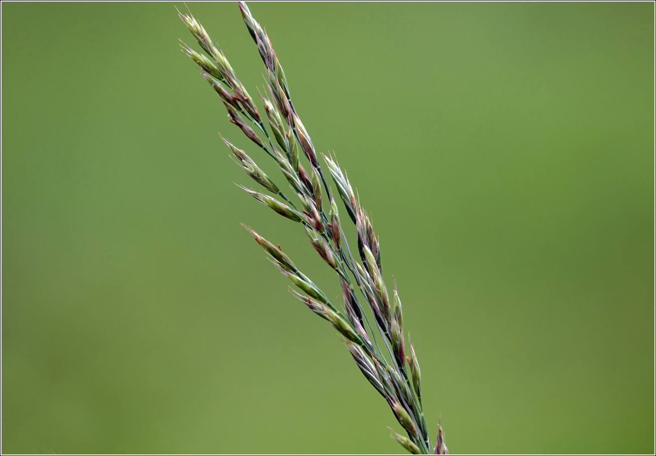 Image of Festuca rubra specimen.