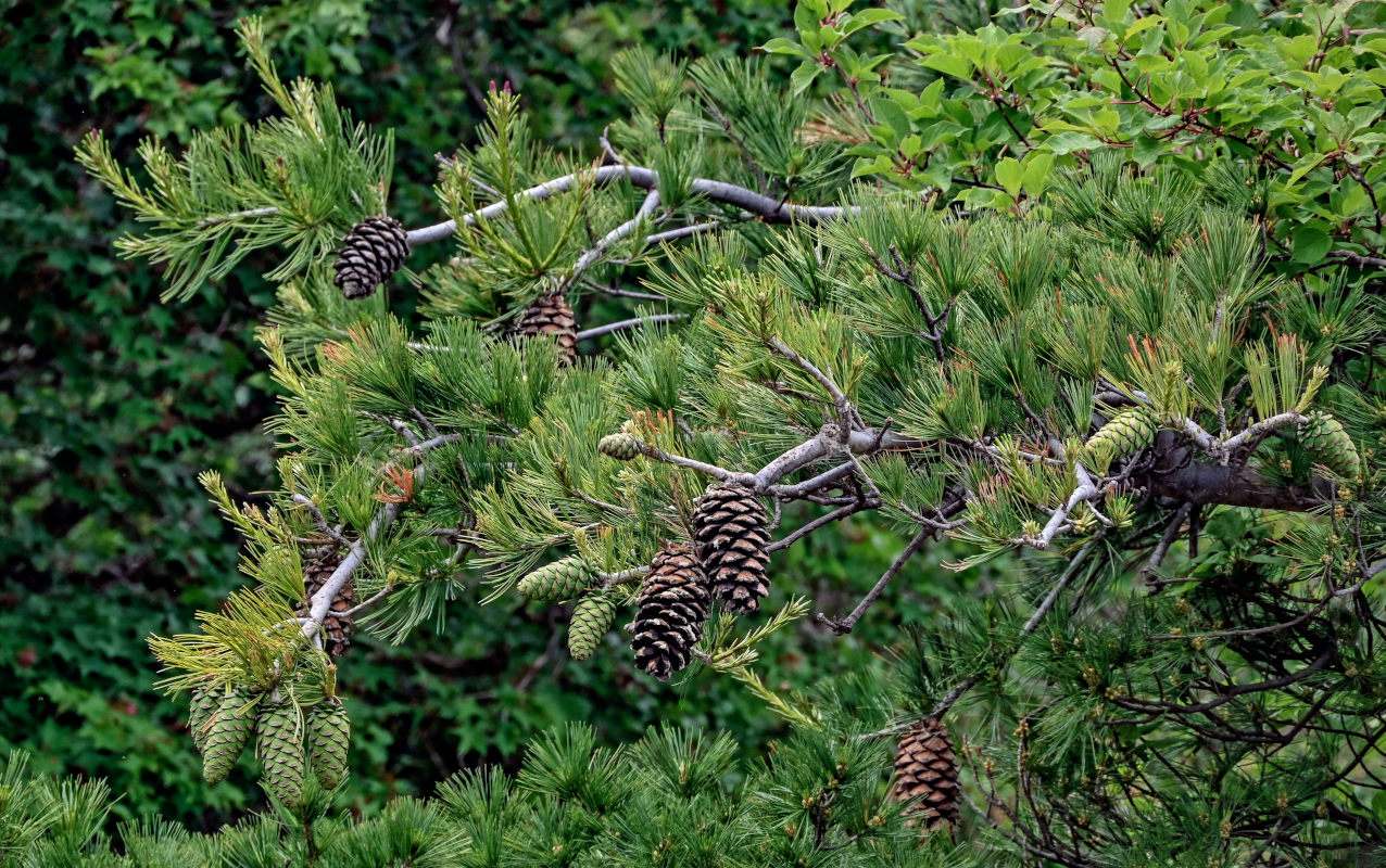 Изображение особи Pinus armandii.
