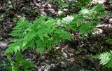 Pteridium pinetorum