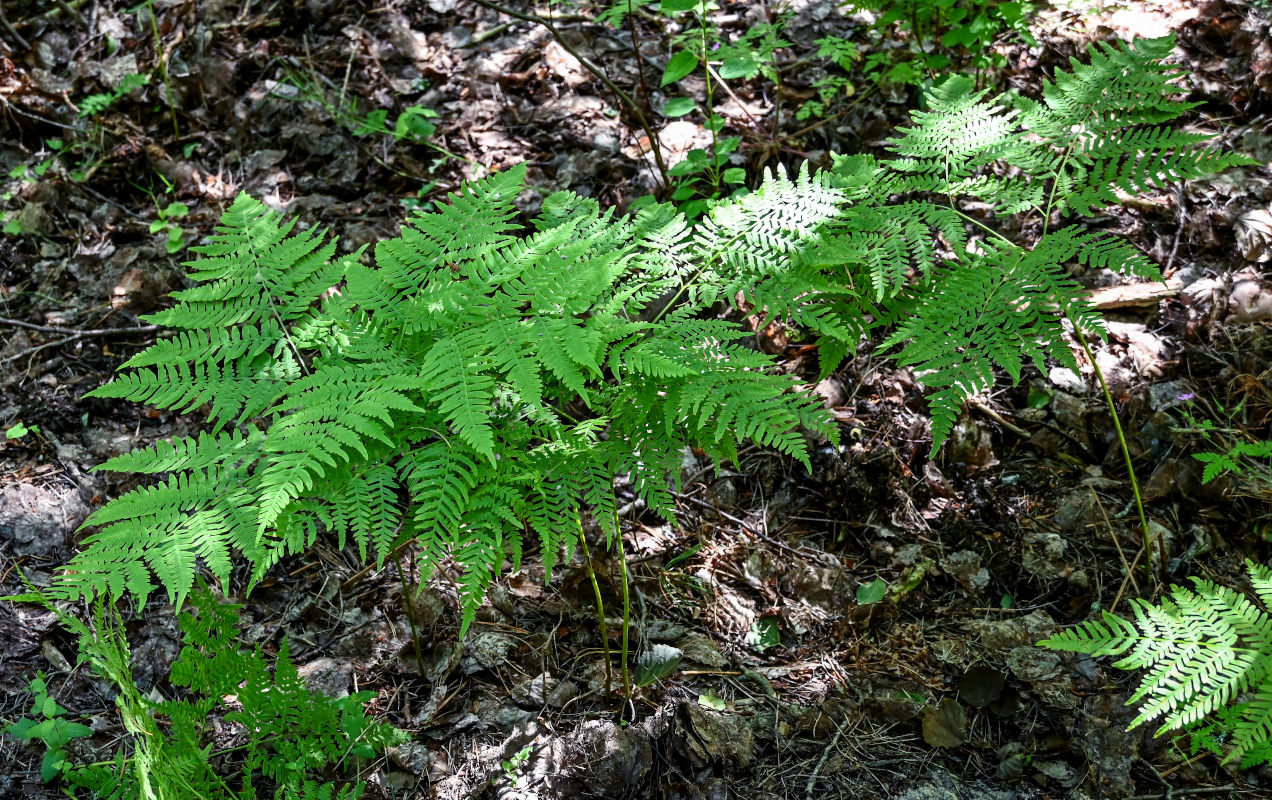Изображение особи Pteridium pinetorum.