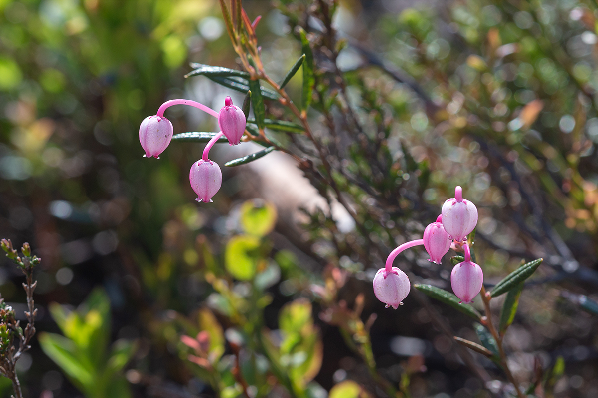 Image of Andromeda polifolia specimen.