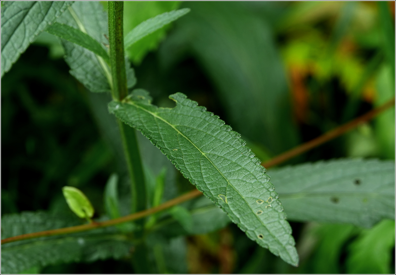 Image of Stachys palustris specimen.