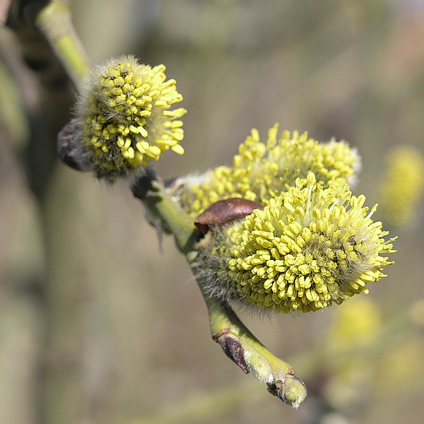 Image of Salix caprea specimen.