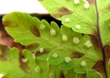 Gymnocarpium dryopteris