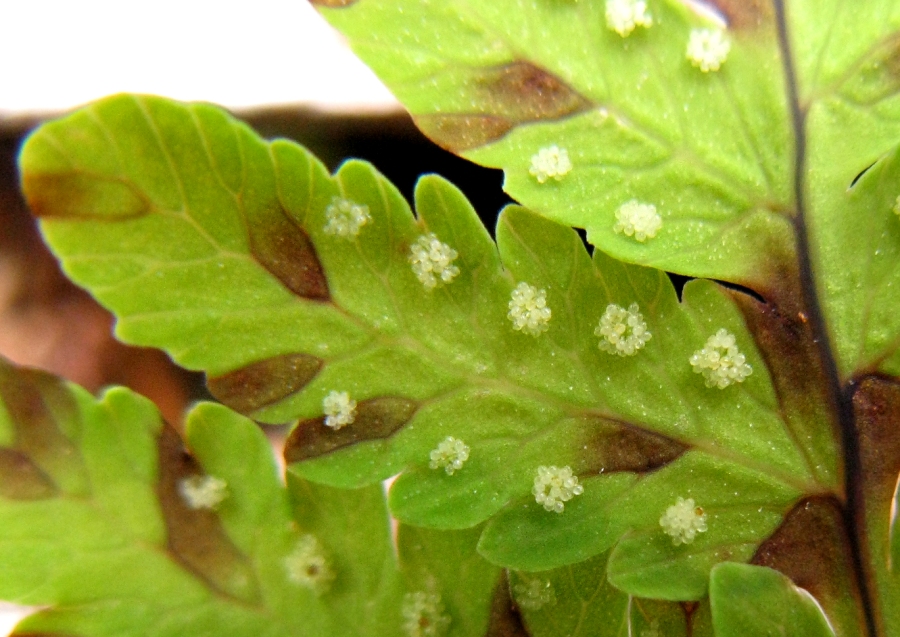 Image of Gymnocarpium dryopteris specimen.