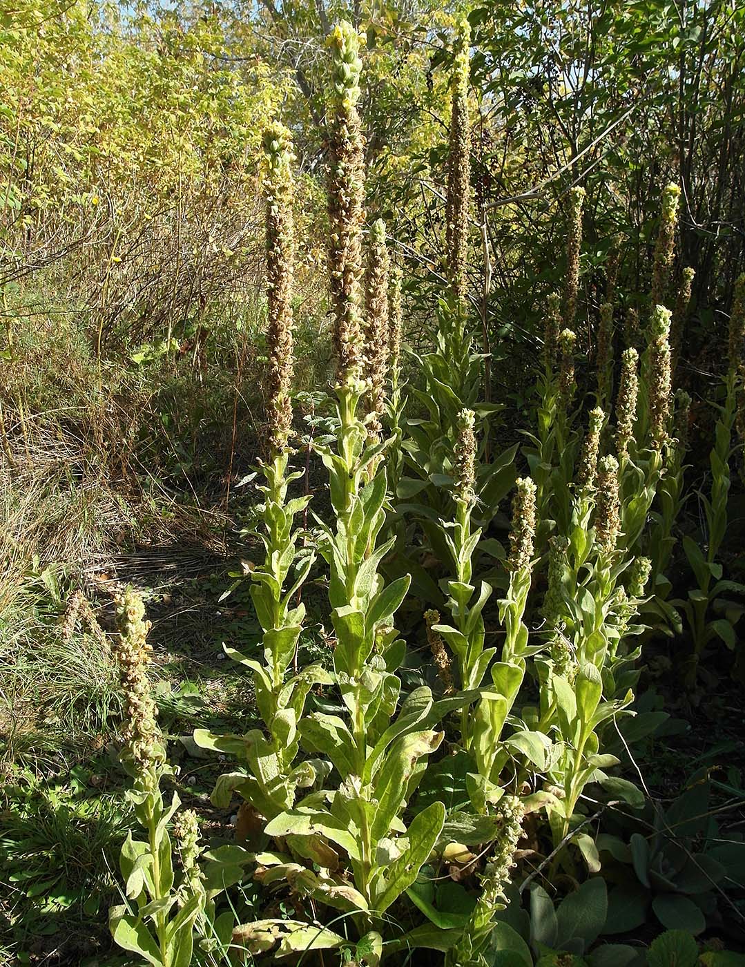 Image of Verbascum thapsus specimen.