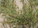 Arthrophytum balchaschense. Веточки с плодами. Казахстан, Жетысуская обл., Панфиловский р-н, отроги Джунгарского Алатау, горы Долонтау, пестроцветы. 19 сентября 2025 г.