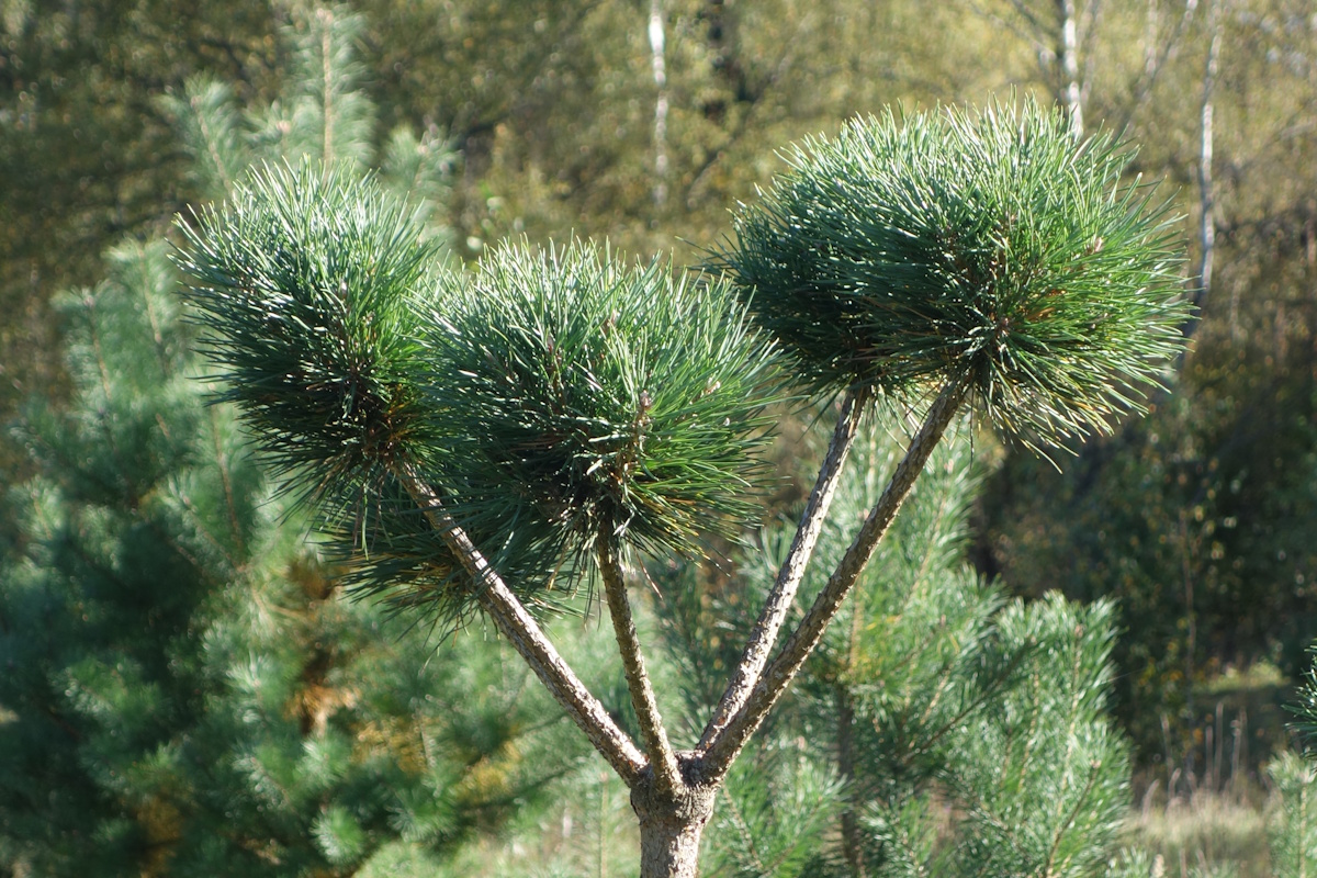 Изображение особи Pinus sylvestris.