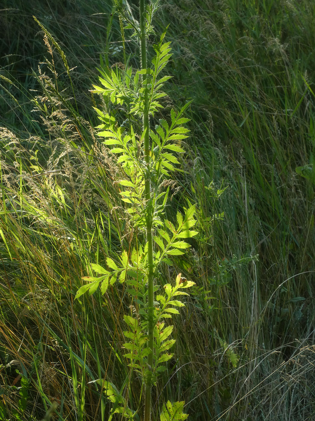 Изображение особи Cephalaria transsylvanica.
