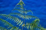 Pteridium aquilinum. Верхушка вайи (вид на абаксиальную поверхность). Португалия, о-в Мадейра, р-н Сейшал, обрывистый склон на побережье. 19.08.2025.