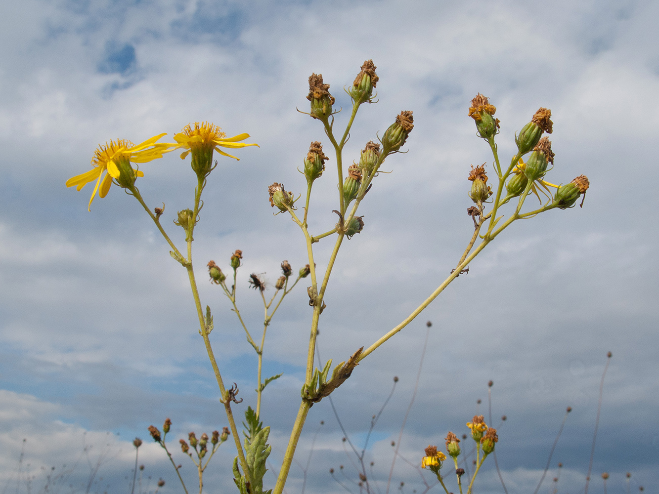 Изображение особи Senecio grandidentatus.